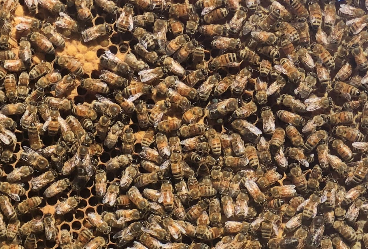 Bees and Beekeeping Services