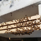Starter Bee Hive - Italian Bees - Deposit