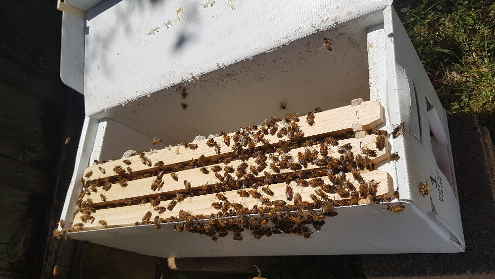 Starter Bee Hive - Italian Bees - Deposit